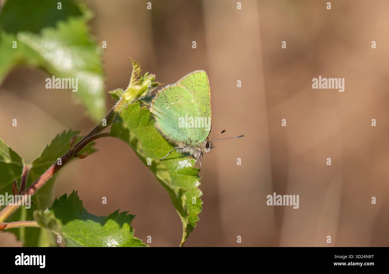 Striscia di capelli verde sulla farfalla di una foglia verde Foto Stock