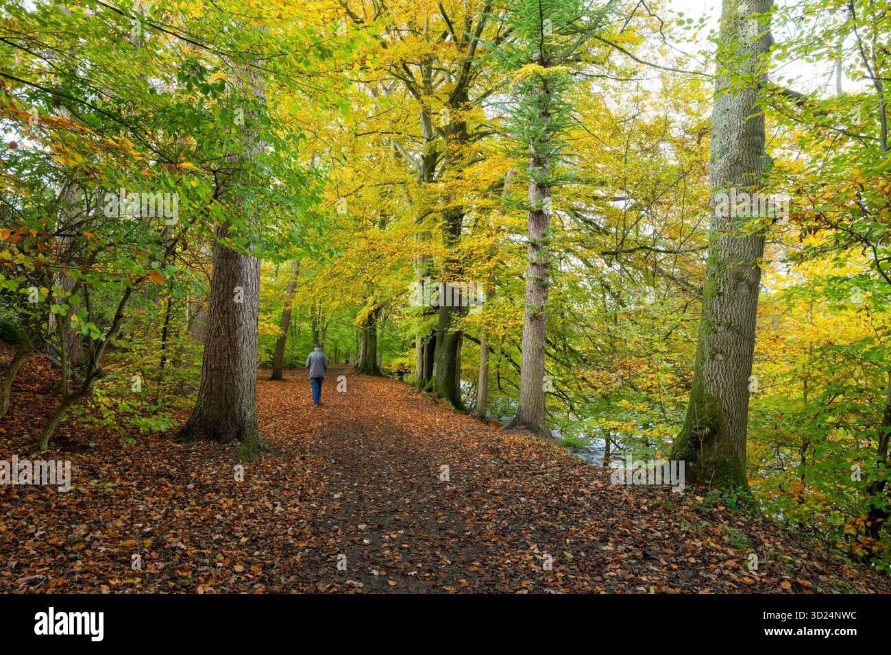 Uomo maturo che cammina nei boschi autunnali lungo il fiume Goyt a Brabyns Park, Marple Bridge, Stockport, Greater Manchester, Inghilterra. Foto Stock
