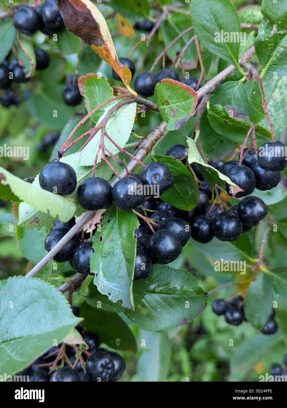 Ramo dell'albero di Chokeberry. La bacca nera contiene vitamine. Abbassa il colesterolo. Integratore alimentare sano biologicamente attivo. Foto Stock