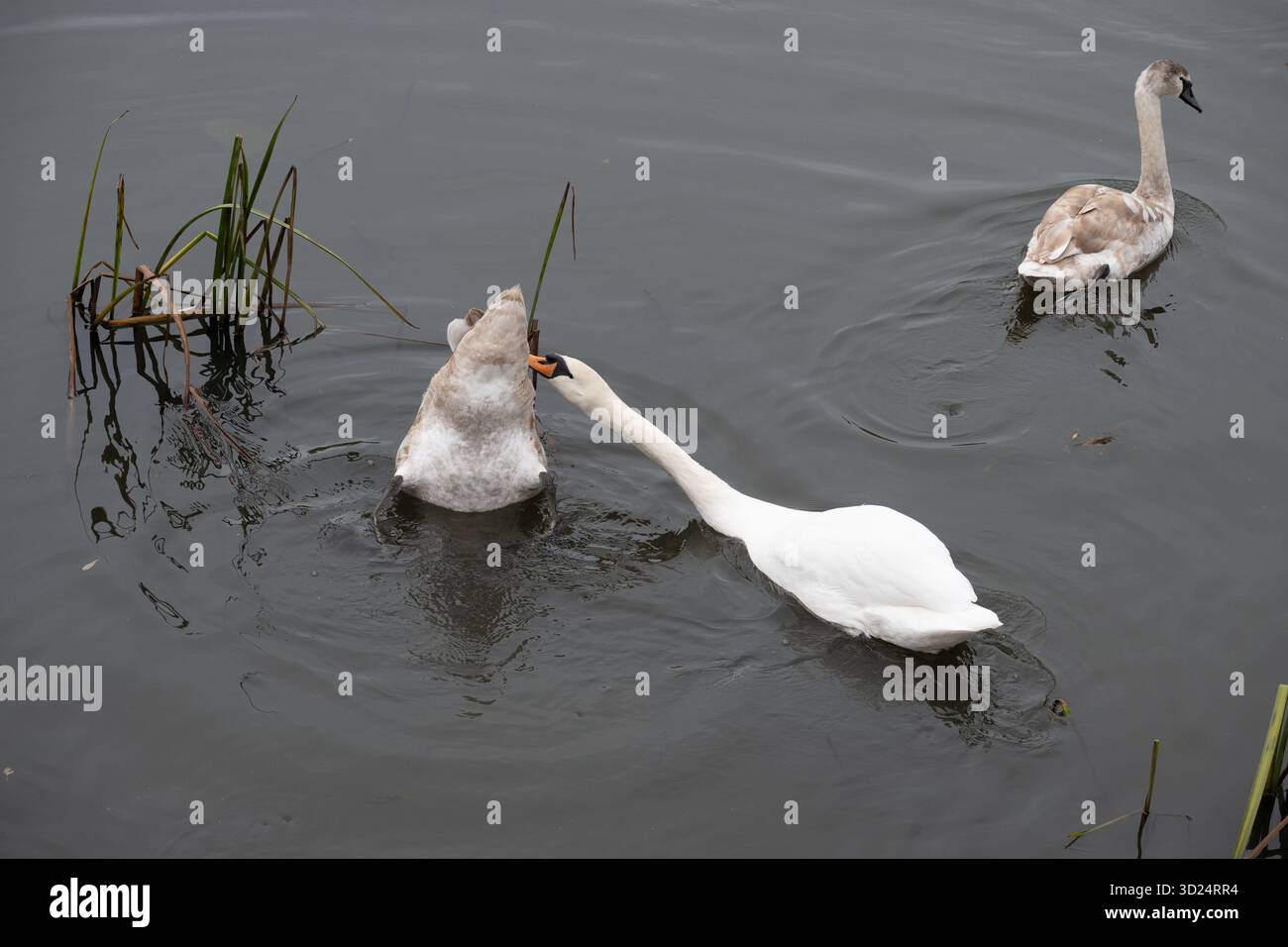 Cigni muti sul lago a Walton Hall, Warwickshire, Inghilterra, UKJ Foto Stock