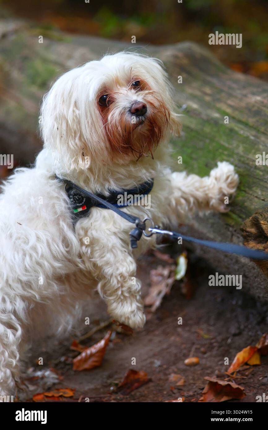 Curioso White Dog su una passeggiata nel bosco Foto Stock