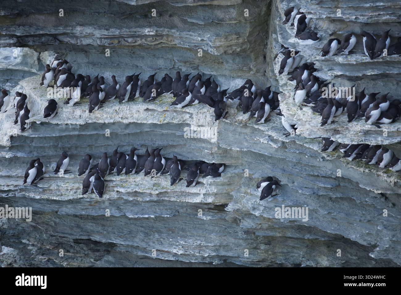Riproduzione di guillemot sulla scogliera, Isole Orcadi Foto Stock