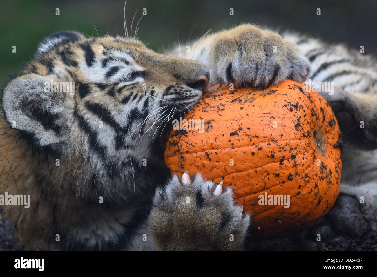 Magdeburgo, Germania. 30 ottobre 2025. Una giovane tigre gioca con una zucca allo zoo di Magdeburg. Lo zoo festeggia Halloween dal 31 ottobre al 1° novembre 2025. Oltre al teatro delle marionette, alla giostra per bambini e al treno per bambini, i visitatori possono incidere le proprie zucche, che vengono poi distribuite agli animali dello zoo e servite come cibo. Crediti: Klaus-Dietmar Gabbert/dpa/Alamy Live News Foto Stock