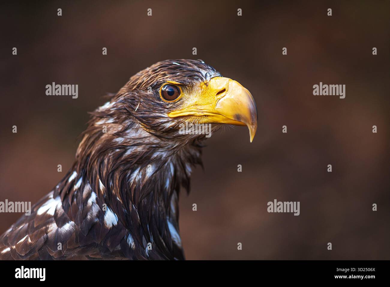 Aquila dalla coda bianca (Haliaeetus albicilla) ritratto dettagliato Foto Stock