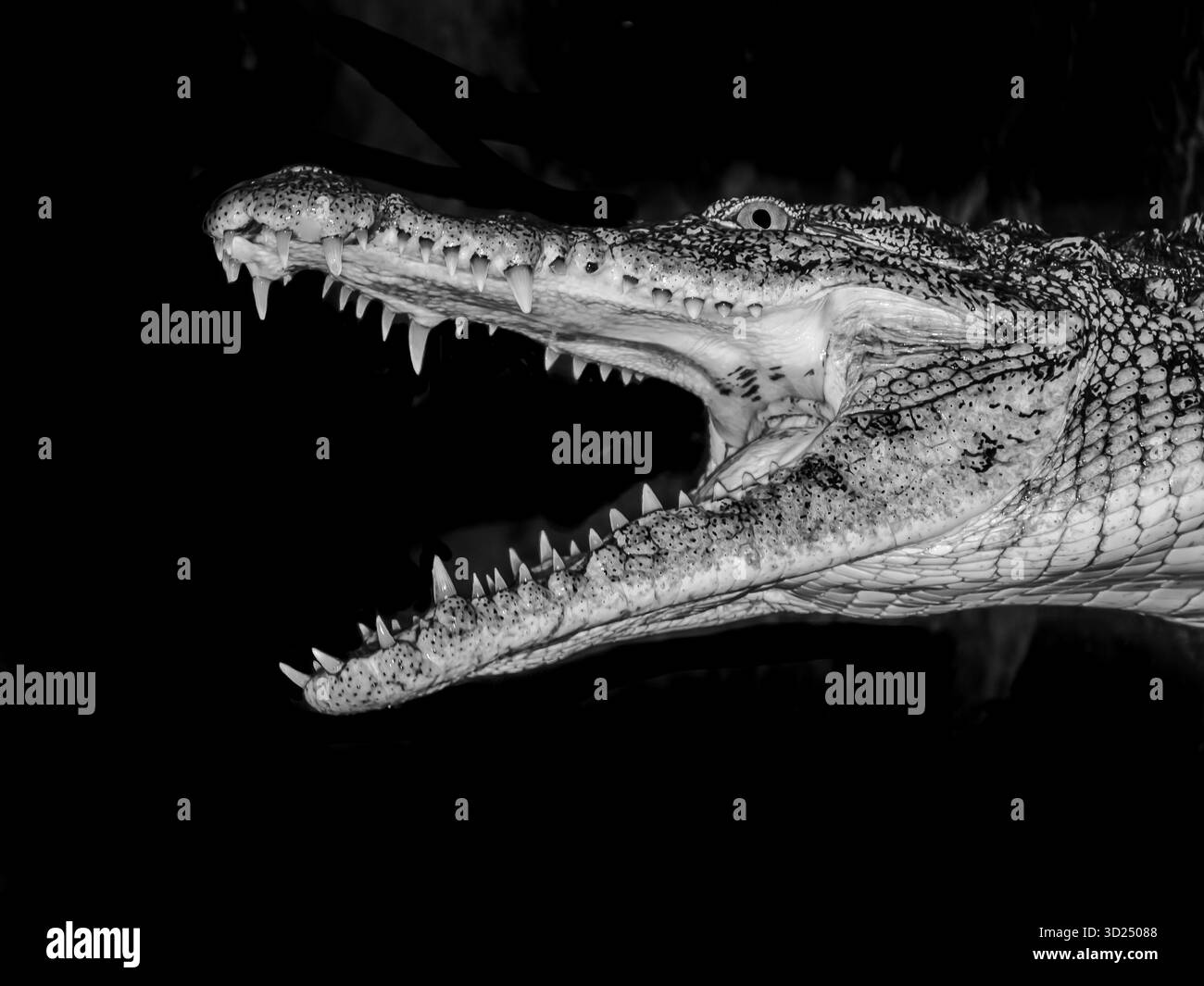 Coccodrilli dell'emisfero settentrionale e meridionale. Questo mostra la sua collezione di denti. Foto Stock