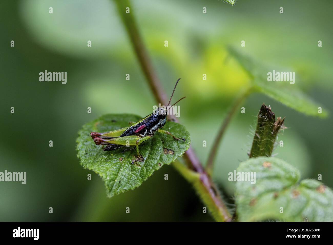 Cavalletta verde nera (Orthoptera) su una foglia, foresta impenetrabile di Bwindi, Uganda Foto Stock