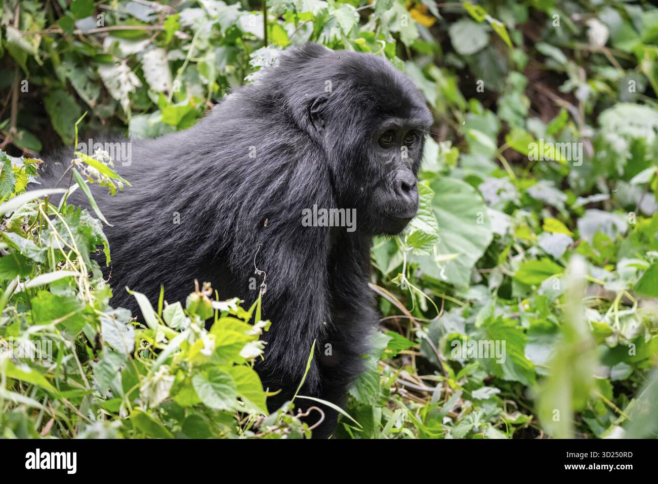 Gorilla di montagna (Gorilla berengei berengei), Parco Nazionale impenetrabile di Bwindi, Uganda Foto Stock