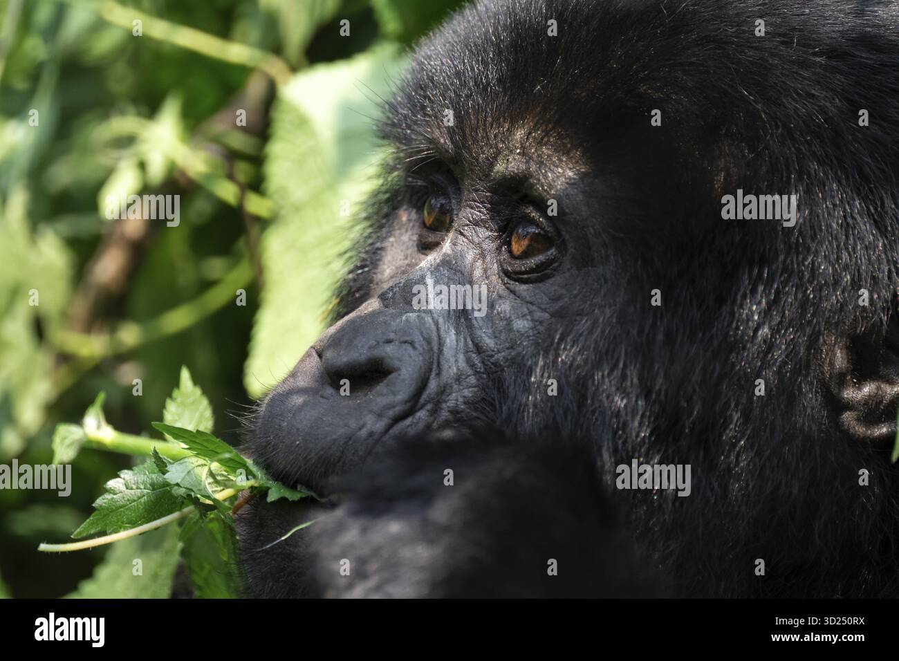 Gorilla di montagna (Gorilla berengei berengei), Parco Nazionale impenetrabile di Bwindi, Uganda Foto Stock