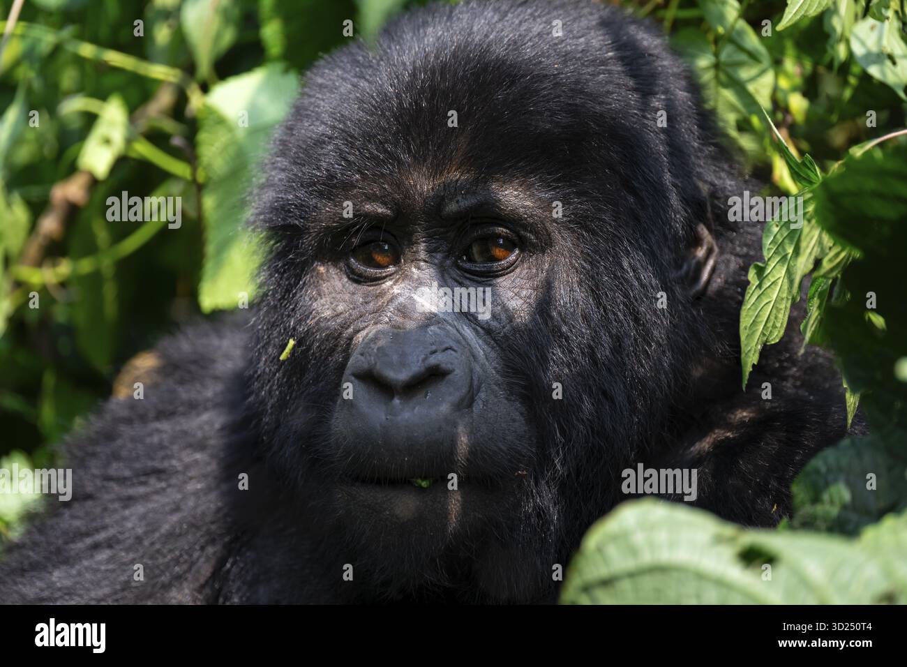 Gorilla di montagna (Gorilla berengei berengei), Parco Nazionale impenetrabile di Bwindi, Uganda Foto Stock