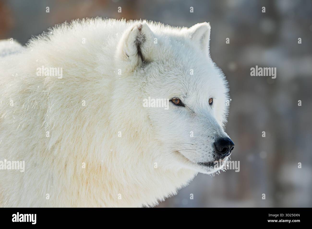 Ritratto dettagliato del lupo artico (Canis lupus arctos) Foto Stock