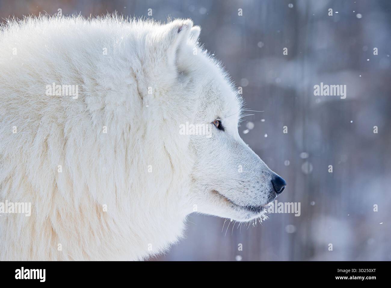Lupo artico (Canis lupus arctos) ritratto dettagliato con nevicata Foto Stock