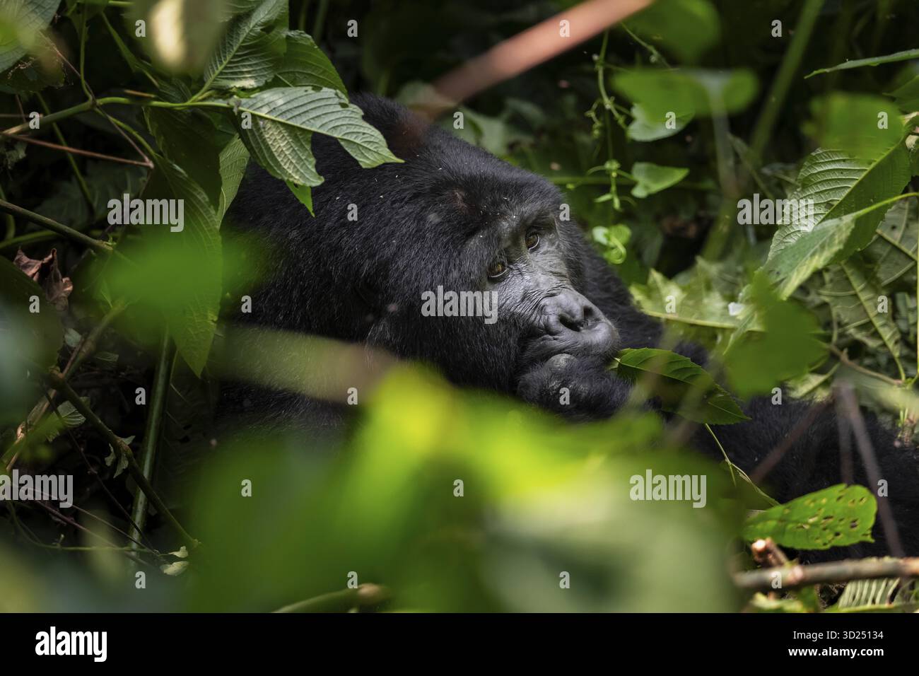 Gorilla di montagna (Gorilla berengei berengei), Parco Nazionale impenetrabile di Bwindi, Uganda Foto Stock