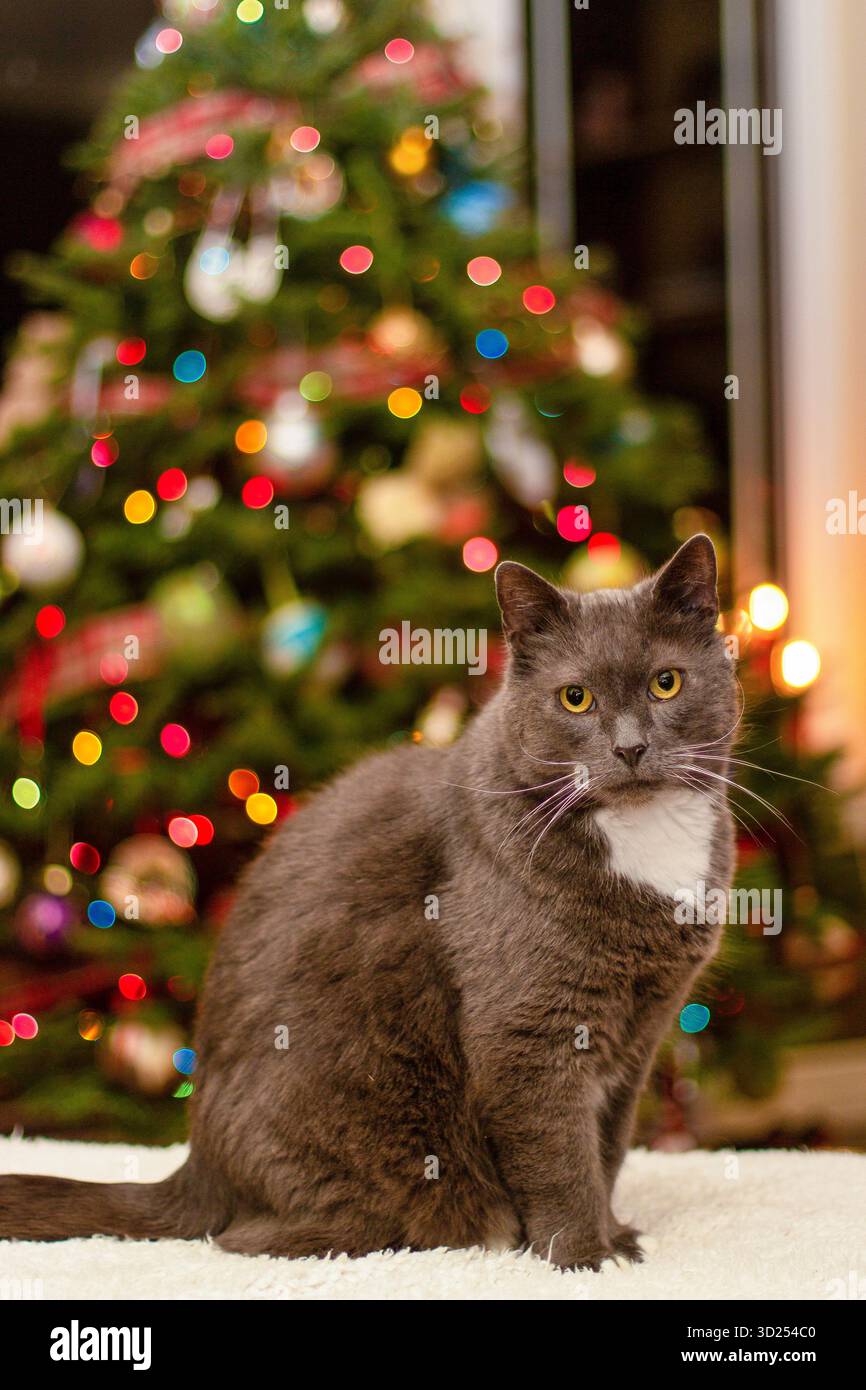 Gatto grigio seduto davanti a un albero di Natale decorato in modo luminoso Foto Stock