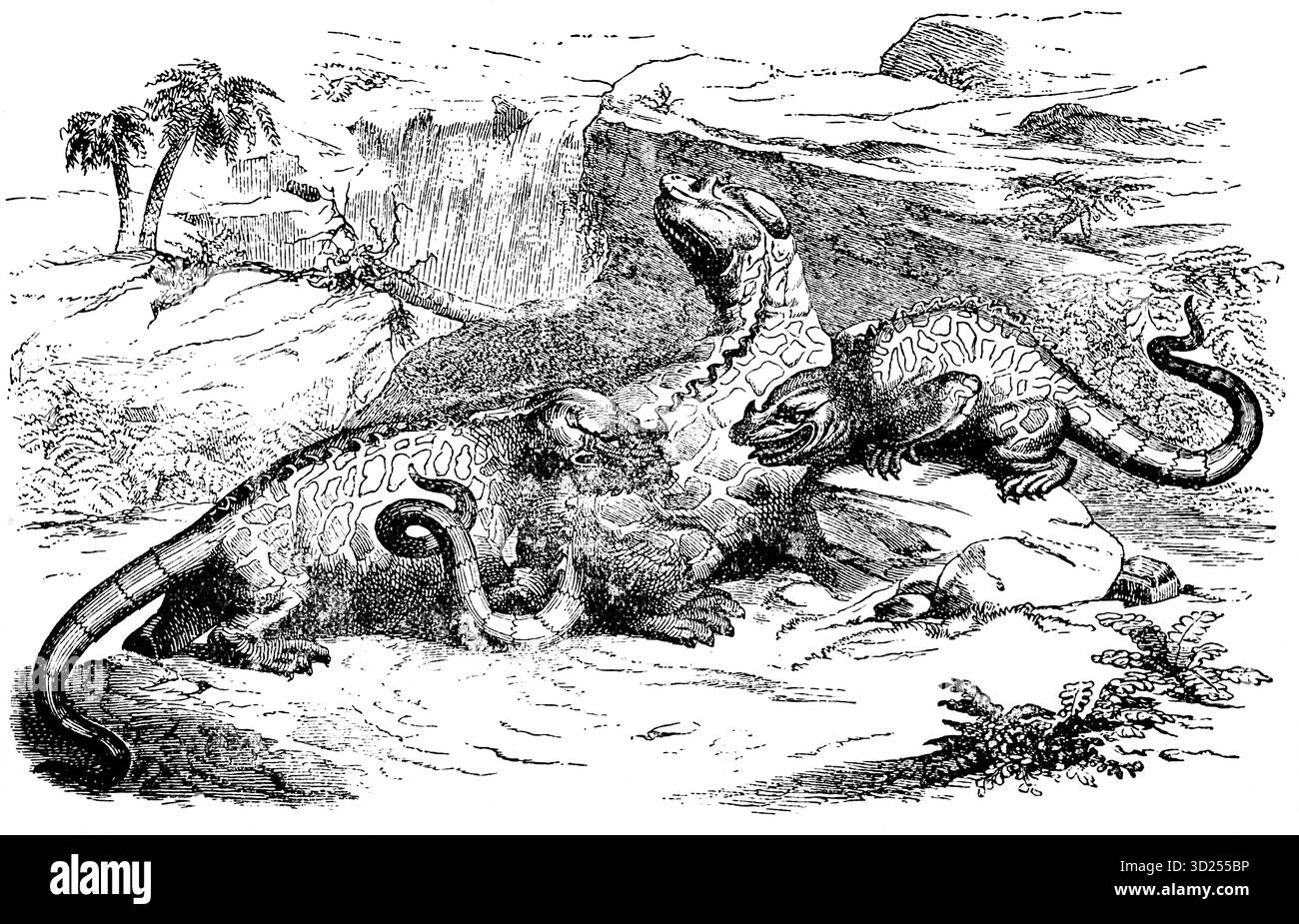 Una famiglia Iguanodon del tardo Giurassico, illustrazione storica 1900 Foto Stock