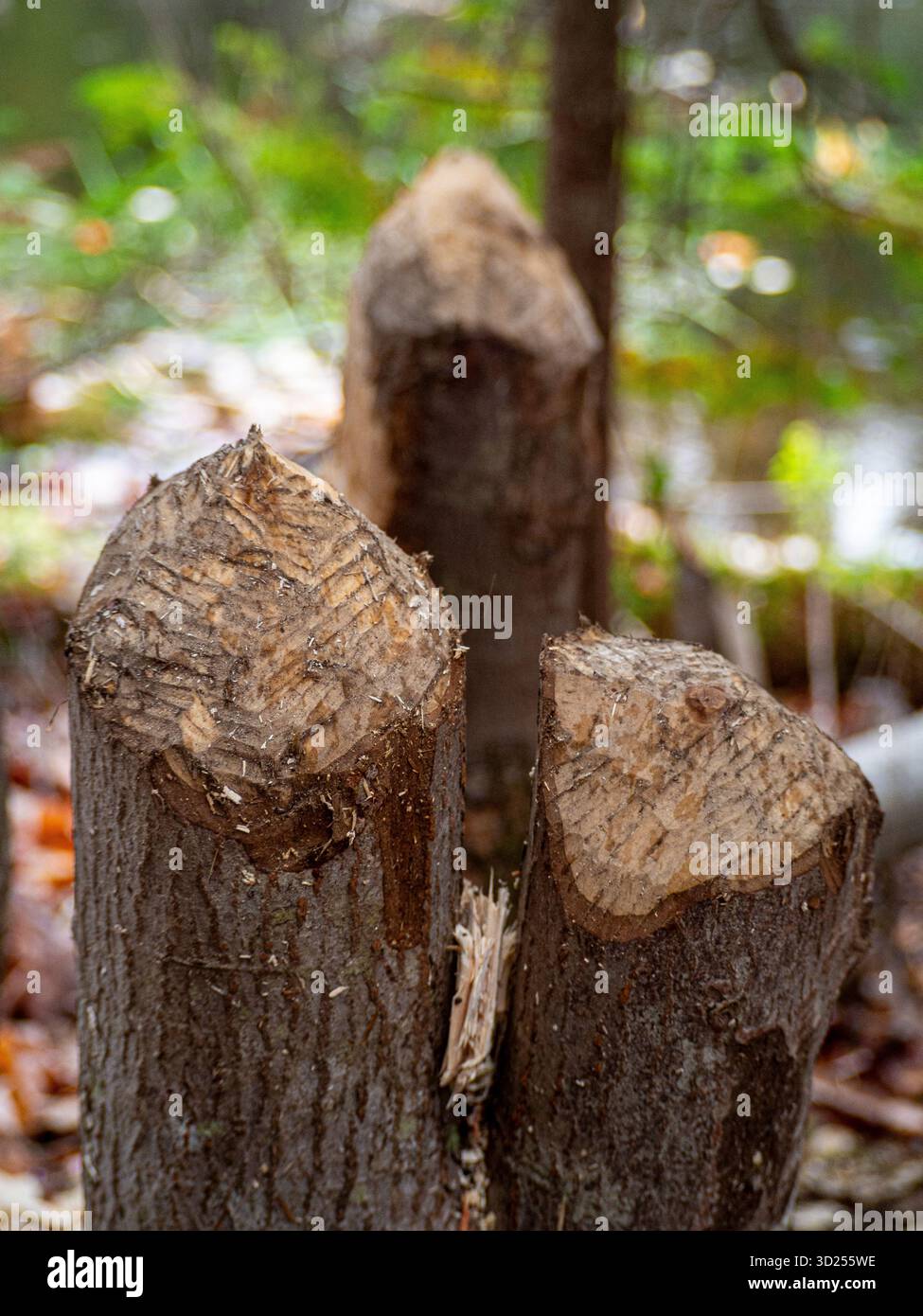 Prove dell'attività dei castori sui ceppi degli alberi Foto Stock
