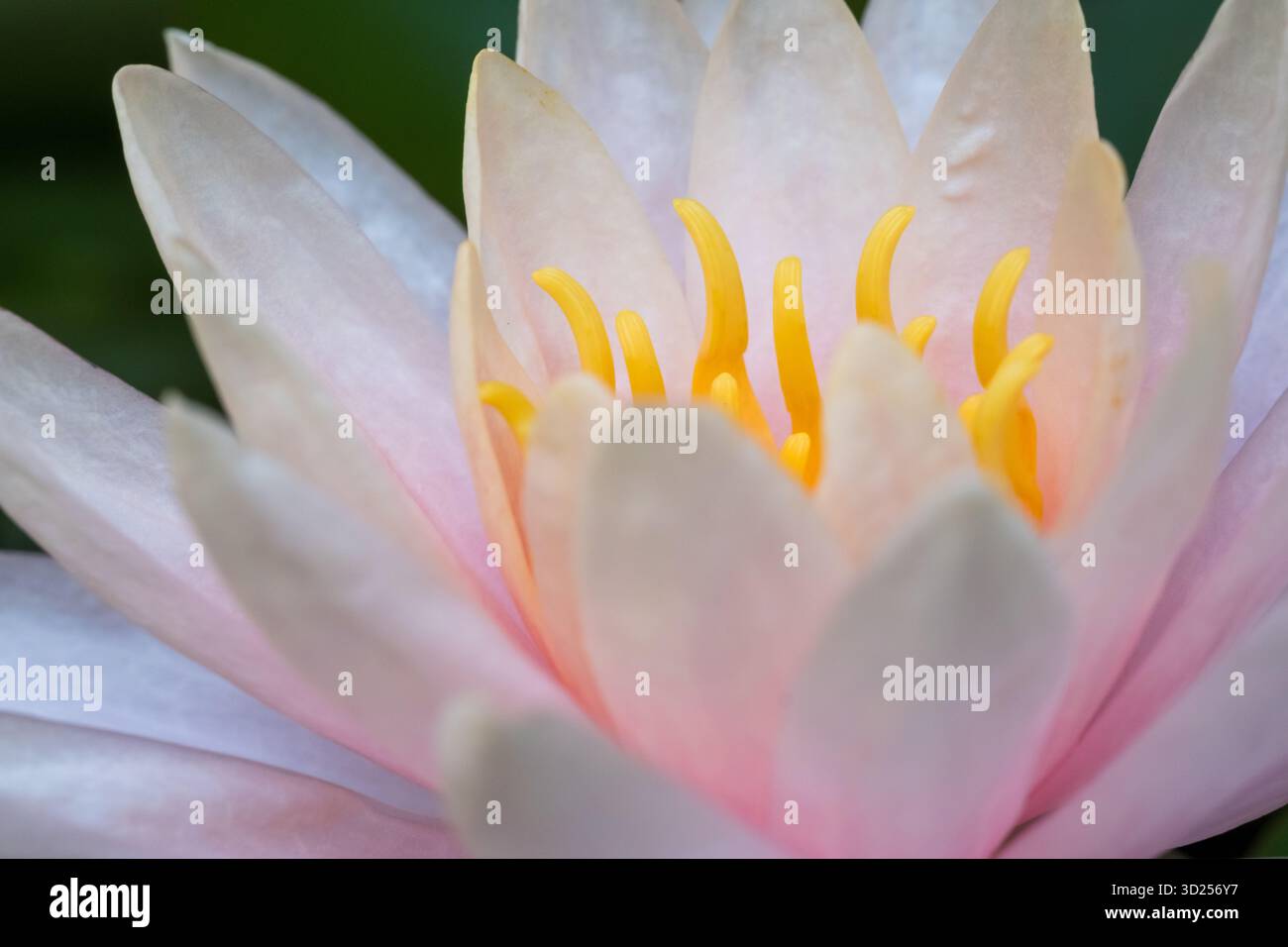 Primo piano di un fiore di ninfea d'acqua, Nymphaea alba, Cairo, Egitto Foto Stock