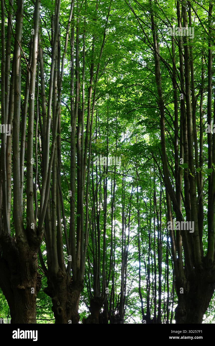 Le torreggianti tettoie nere e verdi della Valle degli Elfi a Gdańsk Foto Stock