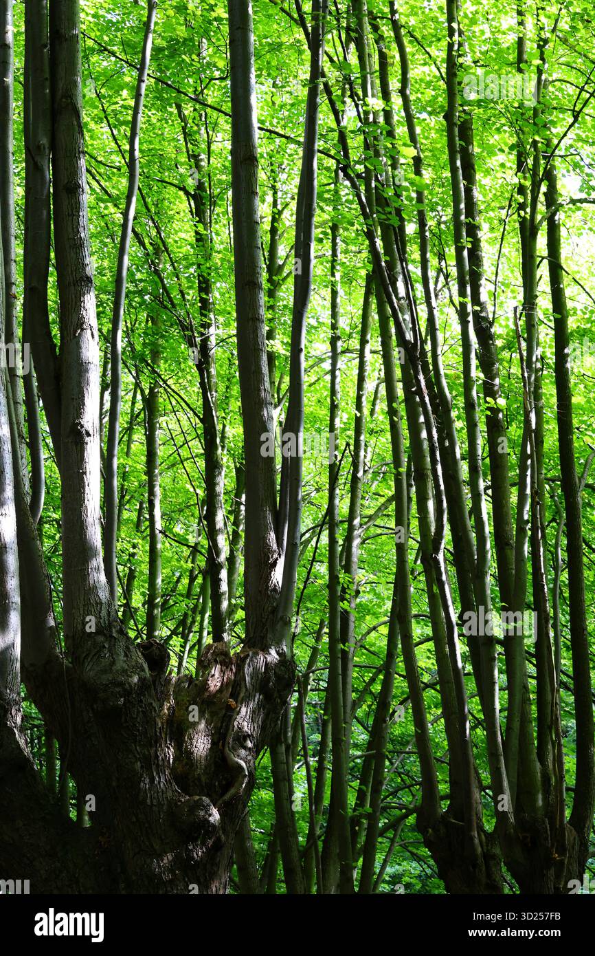 Le torreggianti tettoie nere e verdi della Valle degli Elfi a Gdańsk Foto Stock