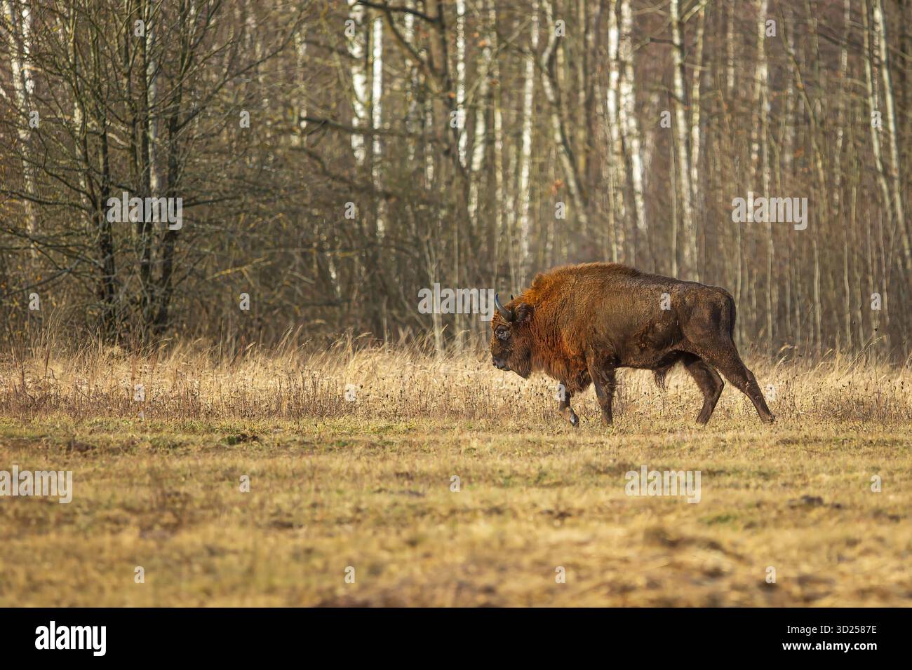 Il bisonte europeo (Bison bonasus) o la mandria europea di bisonti in legno vicino al bosco va intorno agli alberi di betulla Foto Stock