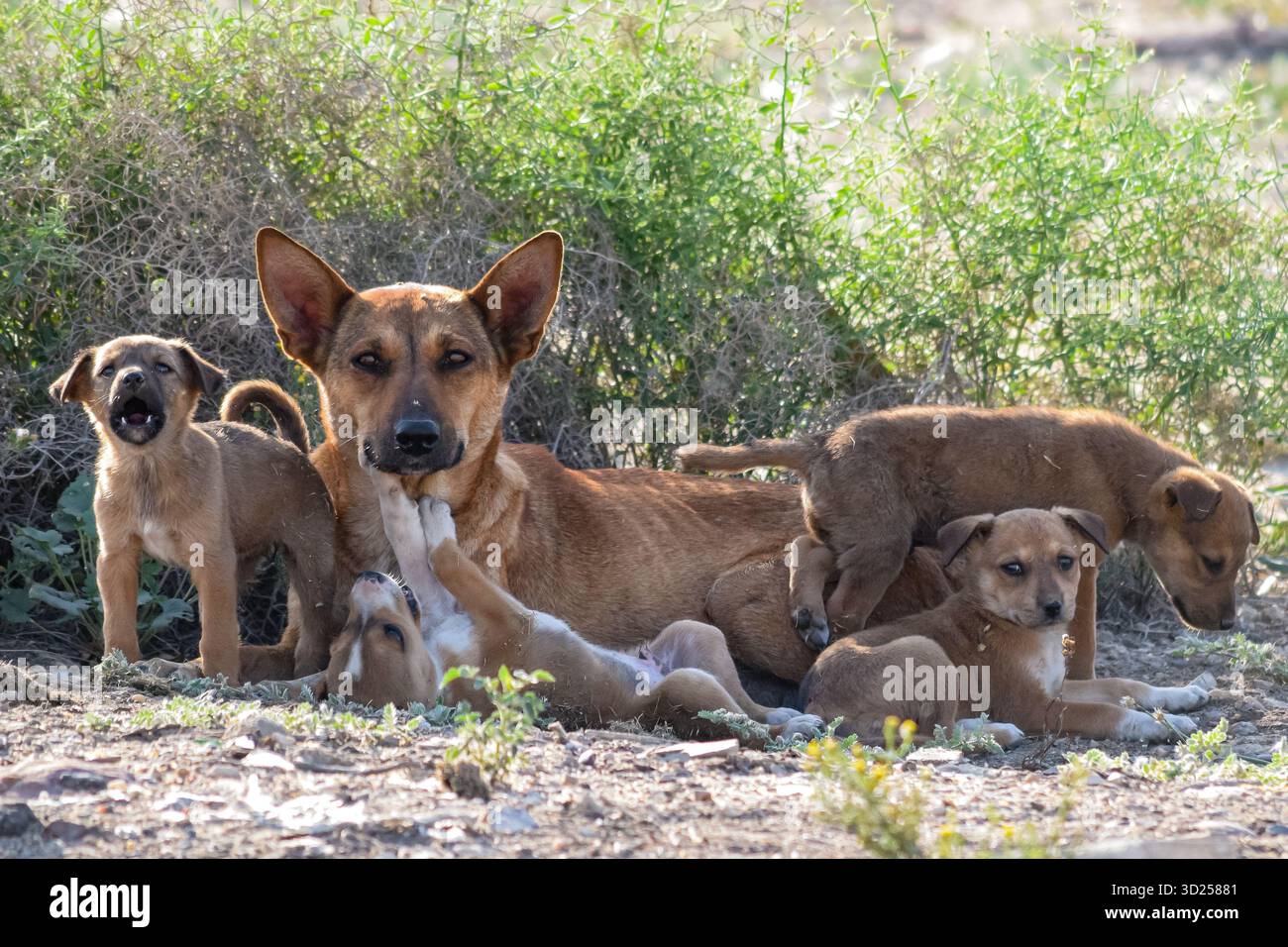 Madre egiziana di cani randagi "baladi" con quattro cuccioli, il Cairo, Egitto Foto Stock