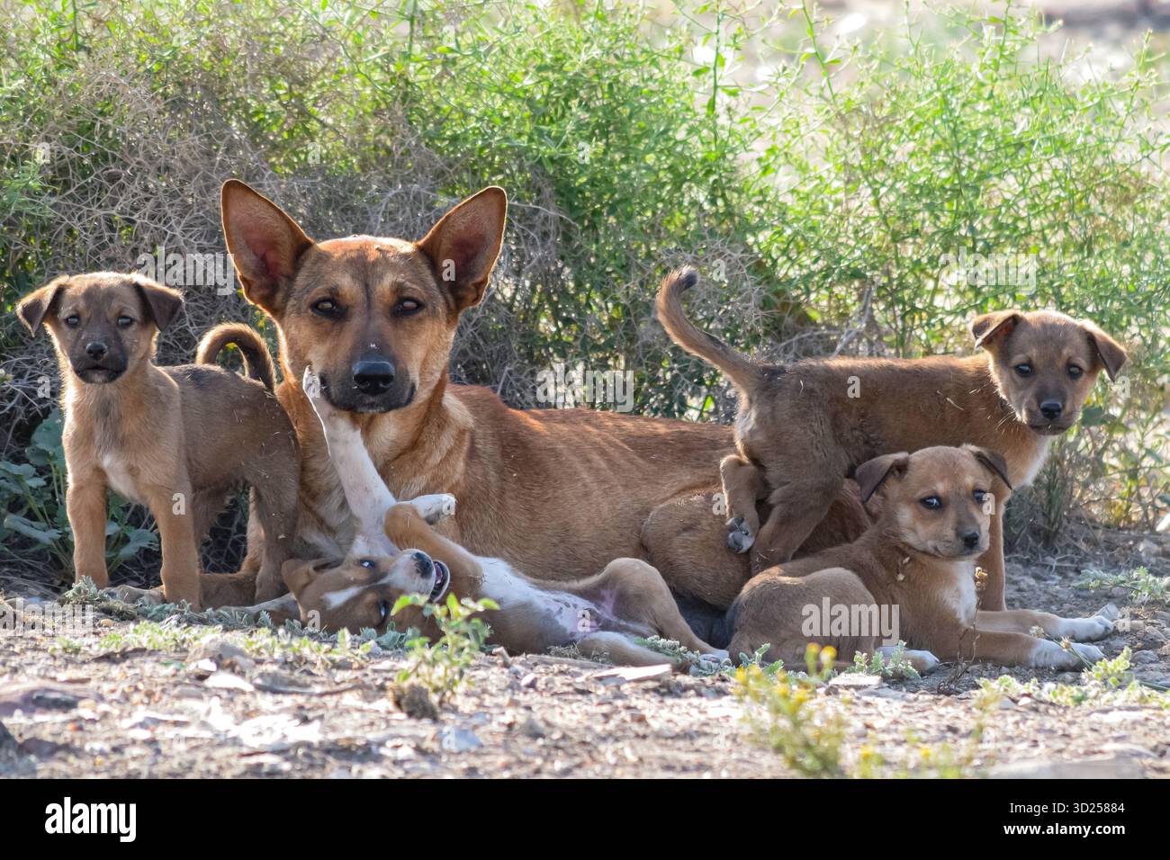 Madre egiziana di cani randagi "baladi" con quattro cuccioli, il Cairo, Egitto Foto Stock
