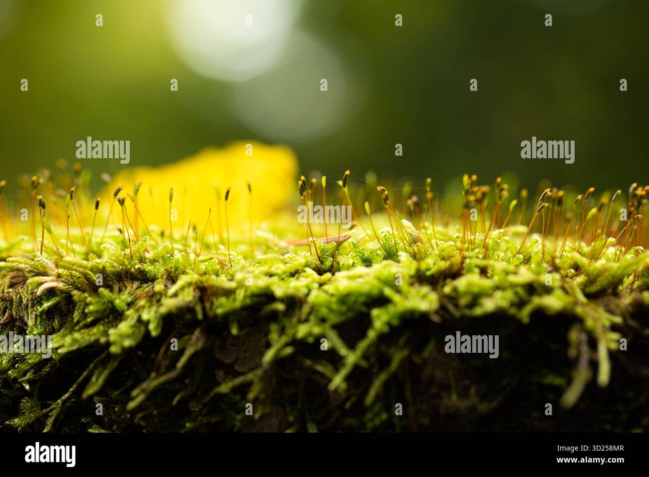 Macro shot di muschio verde con sporofiti che crescono su un tronco di alberi nella foresta. Riprese macro in primo piano, angolo basso, retroilluminazione, luci bokeh, niente persone Foto Stock