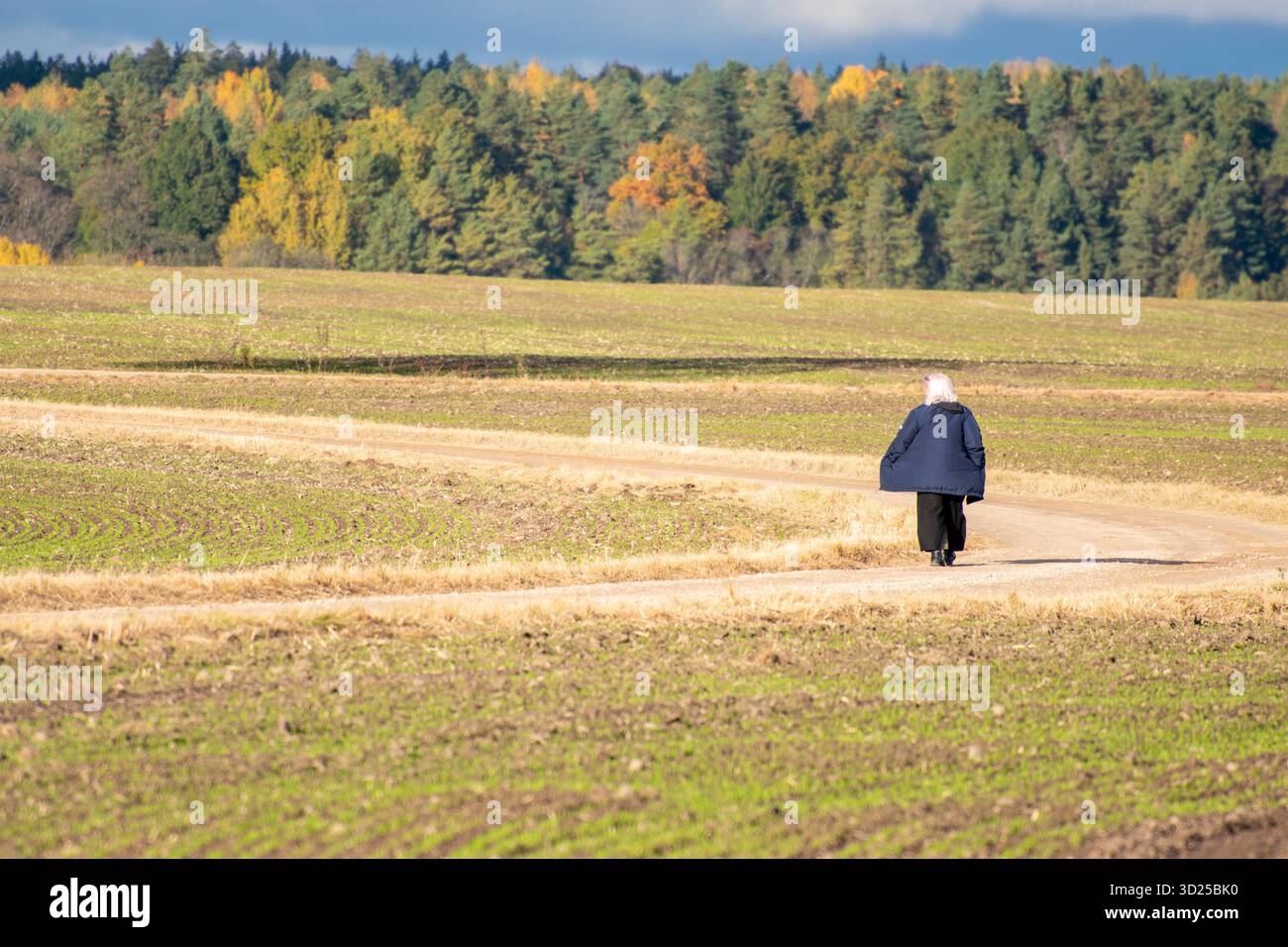 Un camminatore solitario segue una tortuosa strada agricola attraverso i campi autunnali della Lettonia verso una foresta di oro e verde. Foto Stock