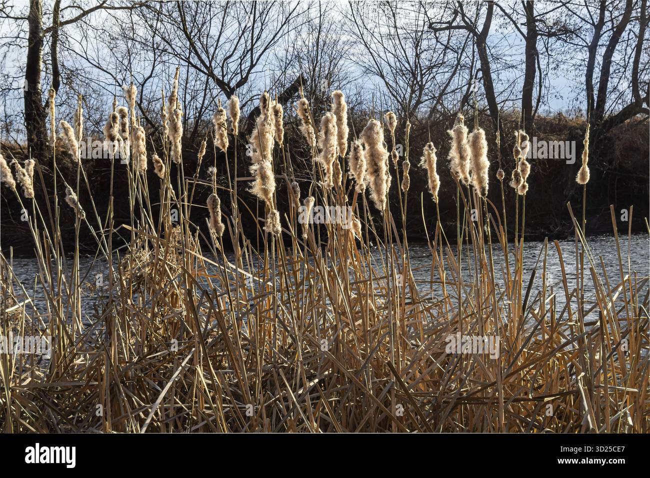 Le code a latifoglie si innalzano dalla riva del fiume mostrando le loro caratteristiche punte marroni sullo sfondo di alberi e un tranquillo corso d'acqua durante Foto Stock