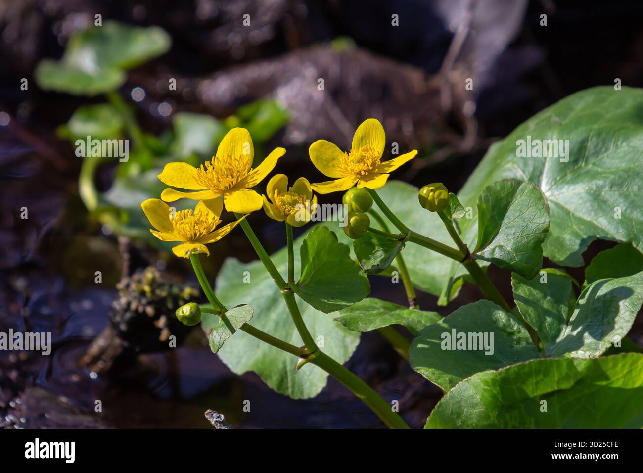 I fiori di palude giallo brillante fioriscono in un'area umida durante la primavera, mostrando la bellezza della natura accanto all'acqua. Foto Stock