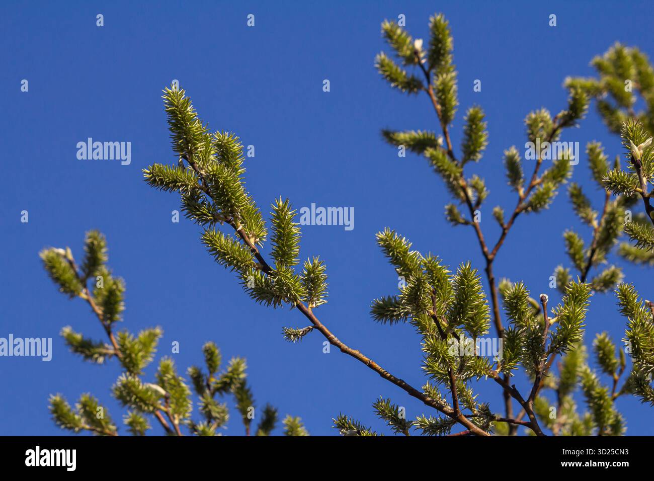 I rami di salice adornati da freschi fiori verdi si estendono verso un cielo blu brillante catturando l'essenza del rinnovamento e della tranquillità della primavera nella natura Foto Stock