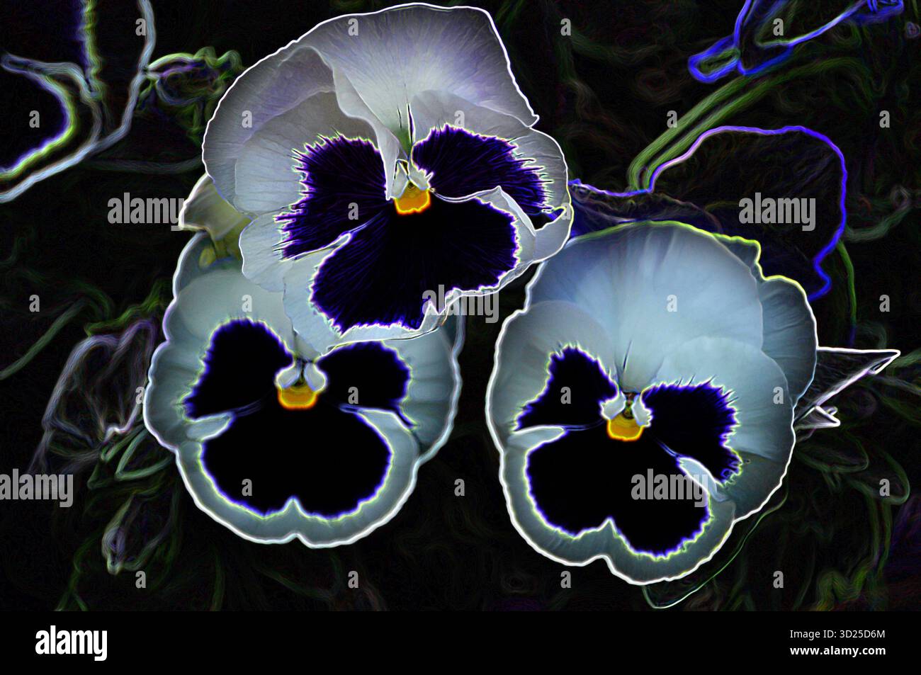Effetto astratto sui fiori di pansia - Viola wittrockiana Foto Stock