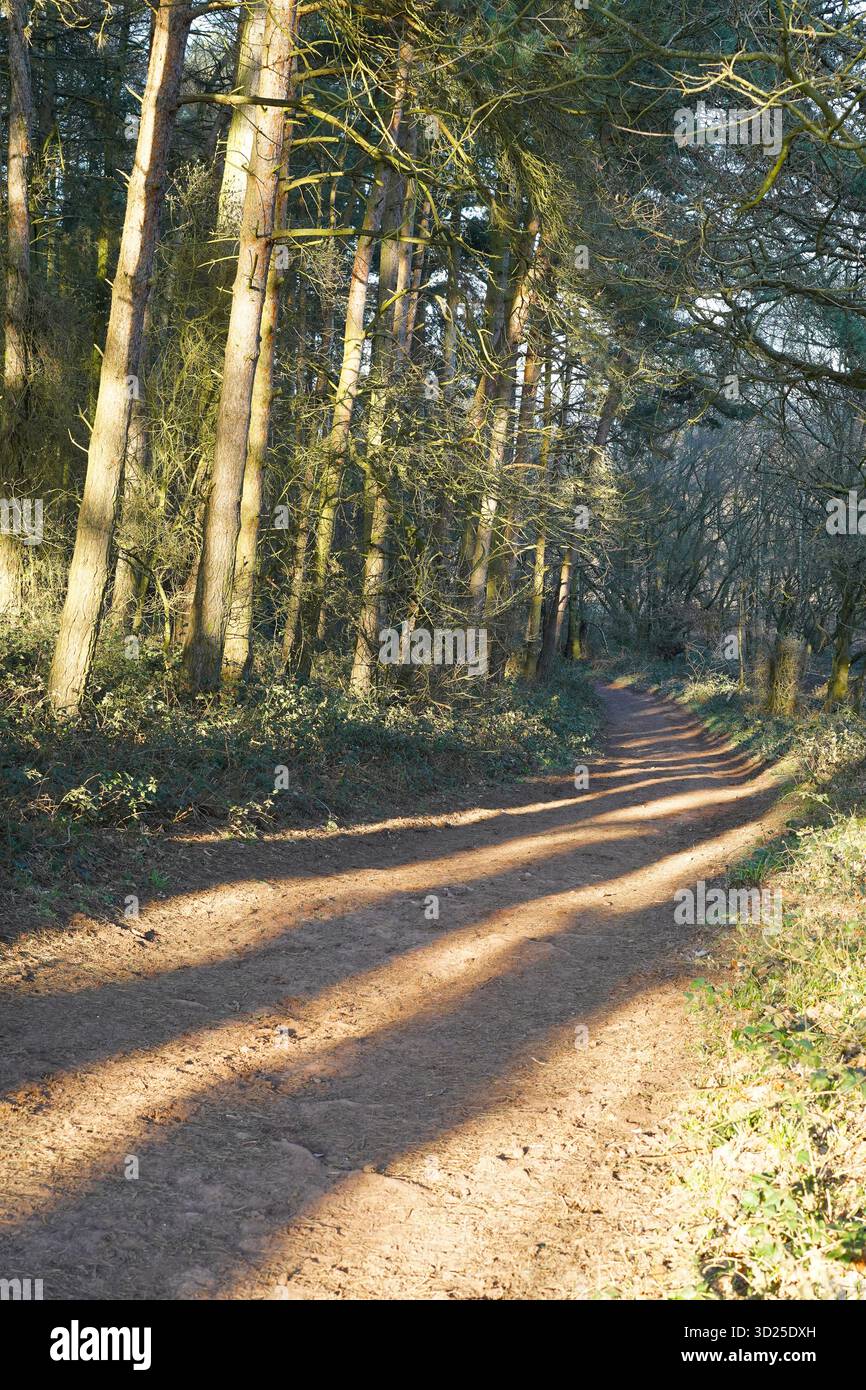 Una strada sterrata che attraversa un bosco in una giornata di sole con lunghe ombre di alberi lungo la pista. Foto Stock