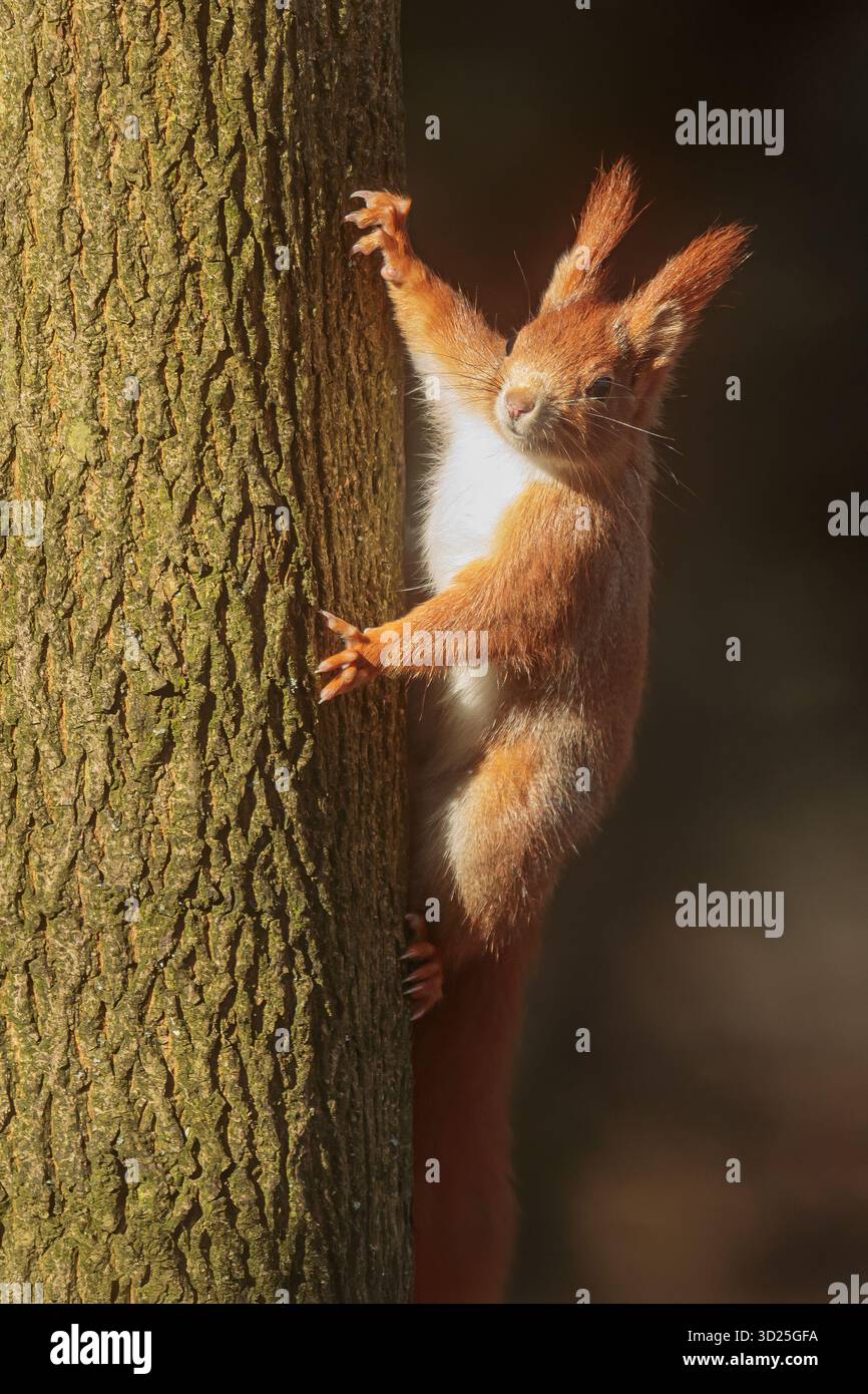 Scoiattolo rosso (Sciurus vulgaris) su un albero in luce diretta Foto Stock