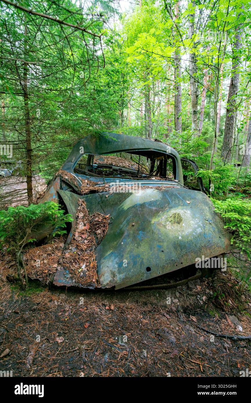Kyrkö Car Cemetery ad Almundsryd, Svezia - Auto d'epoca abbandonate sovrastate da un ambiente naturale, unico cimitero automobilistico nel paesaggio nordico Foto Stock