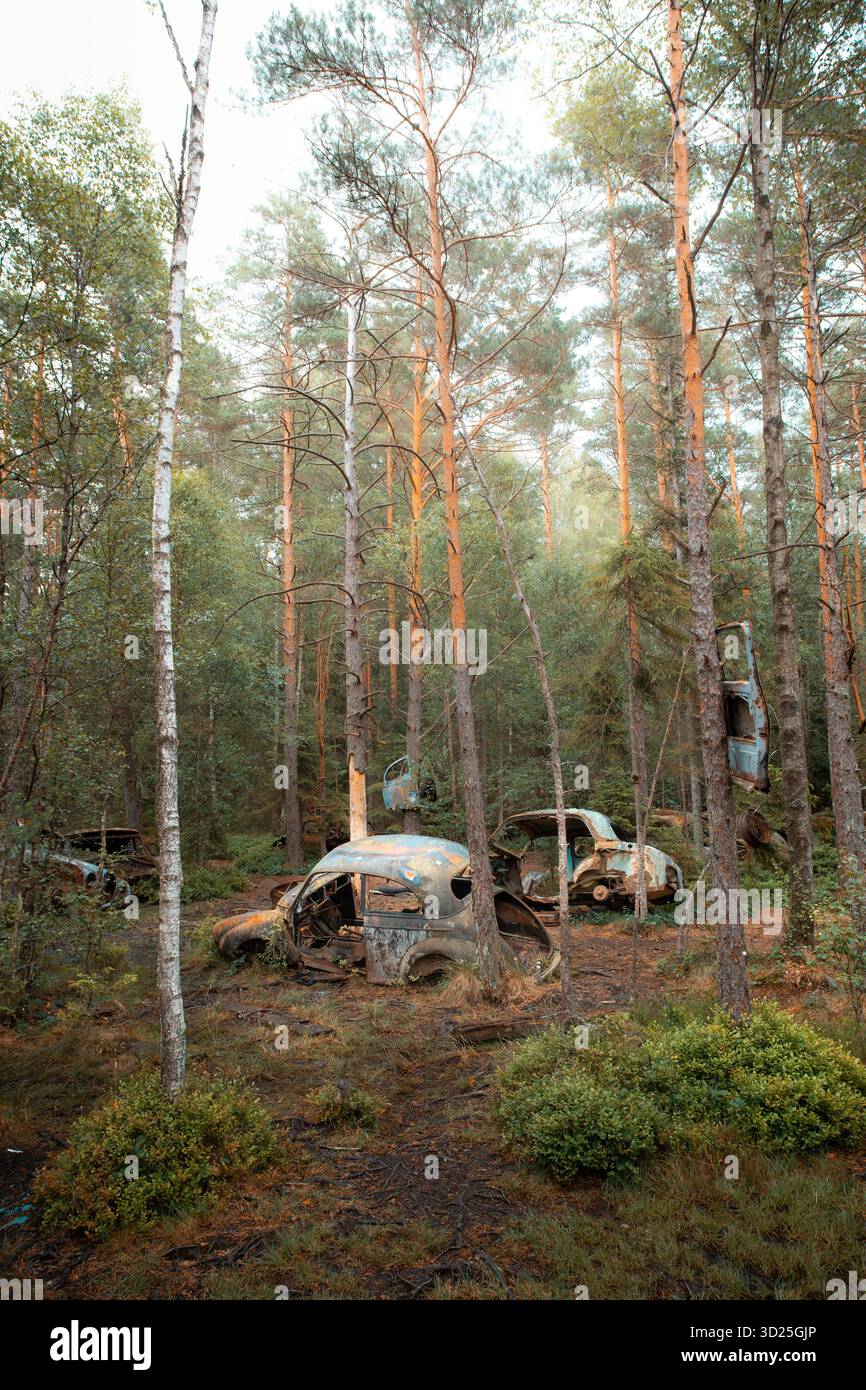 Kyrkö Car Cemetery ad Almundsryd, Svezia - Auto d'epoca abbandonate sovrastate da un ambiente naturale, unico cimitero automobilistico nel paesaggio nordico Foto Stock