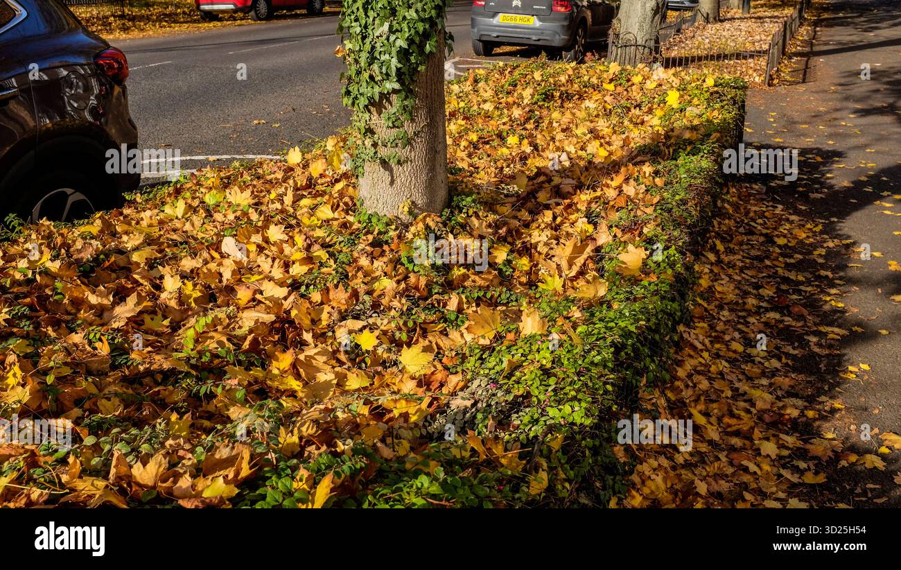 Foglie autunnali che coprono le siepi di privet a Norton on Tees, Inghilterra, Regno Unito Foto Stock