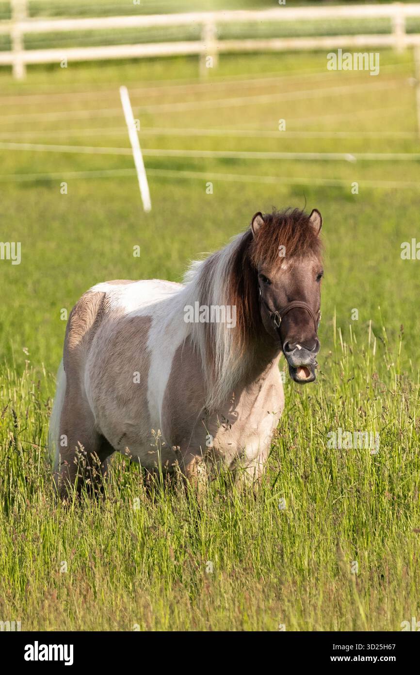 Cavallo in un campo vicino al lago Furesø, Lyngby, Danimarca - scena rurale in Nord Zelanda Foto Stock