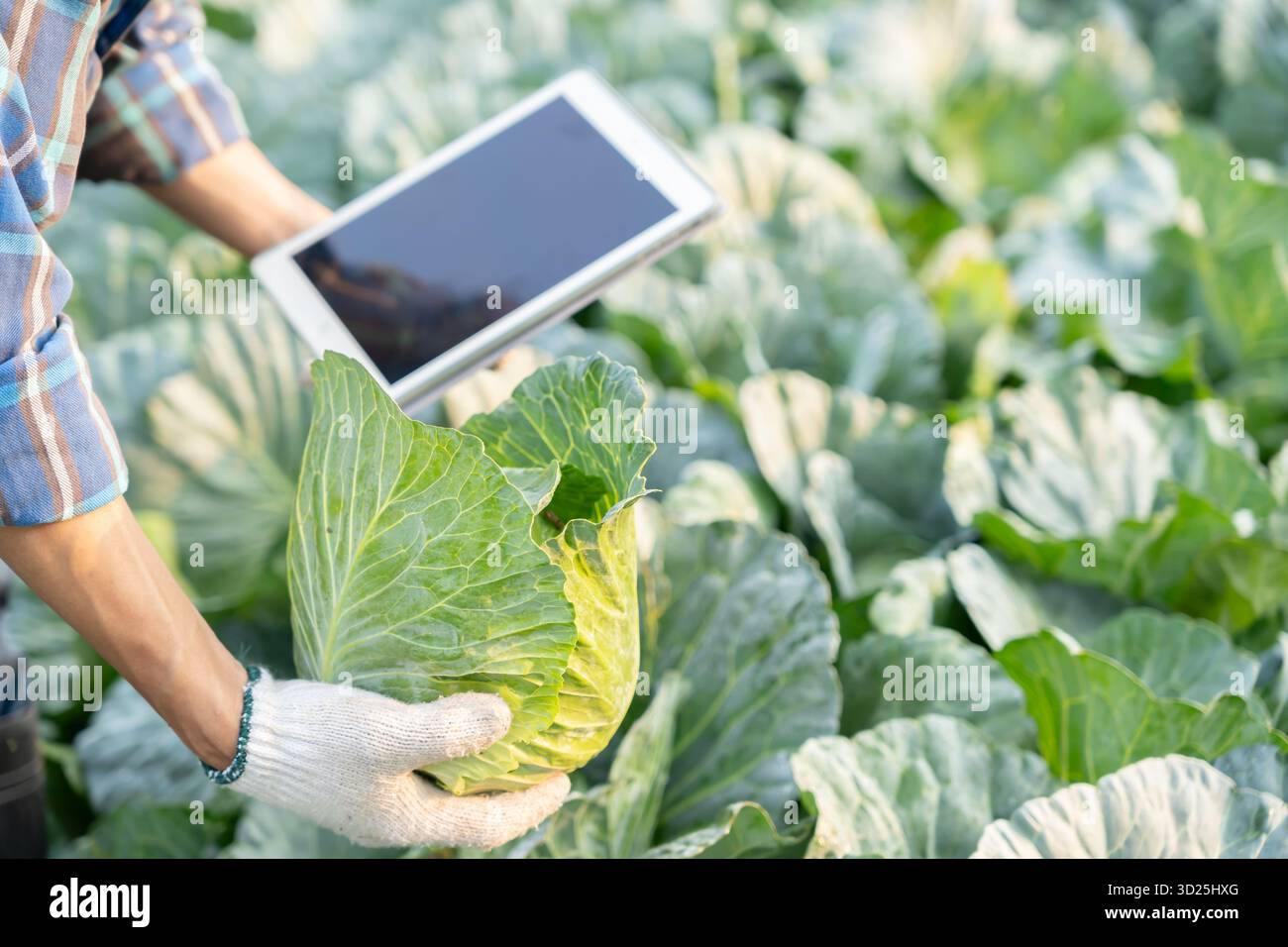 Gli agricoltori utilizzano la principale rete di dati in Internet, la tecnologia agricola, il lavoro sull'analisi dei dati raccolti tramite tablet, la tecnologia per il collegamento dati delle piantagioni Foto Stock
