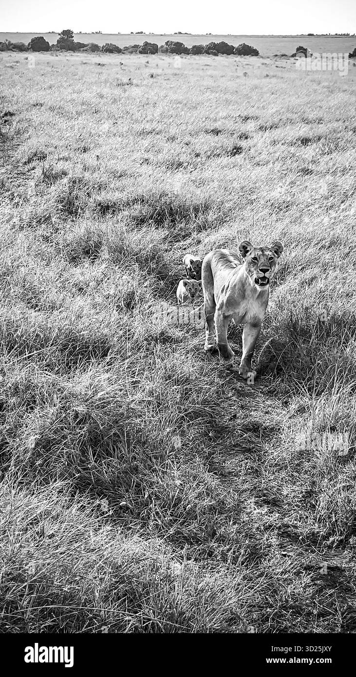 Lioness che cammina graziosamente attraverso la savana in Kenya, accompagnata da due cuccioli giocosi sotto il caldo sole estivo Foto Stock
