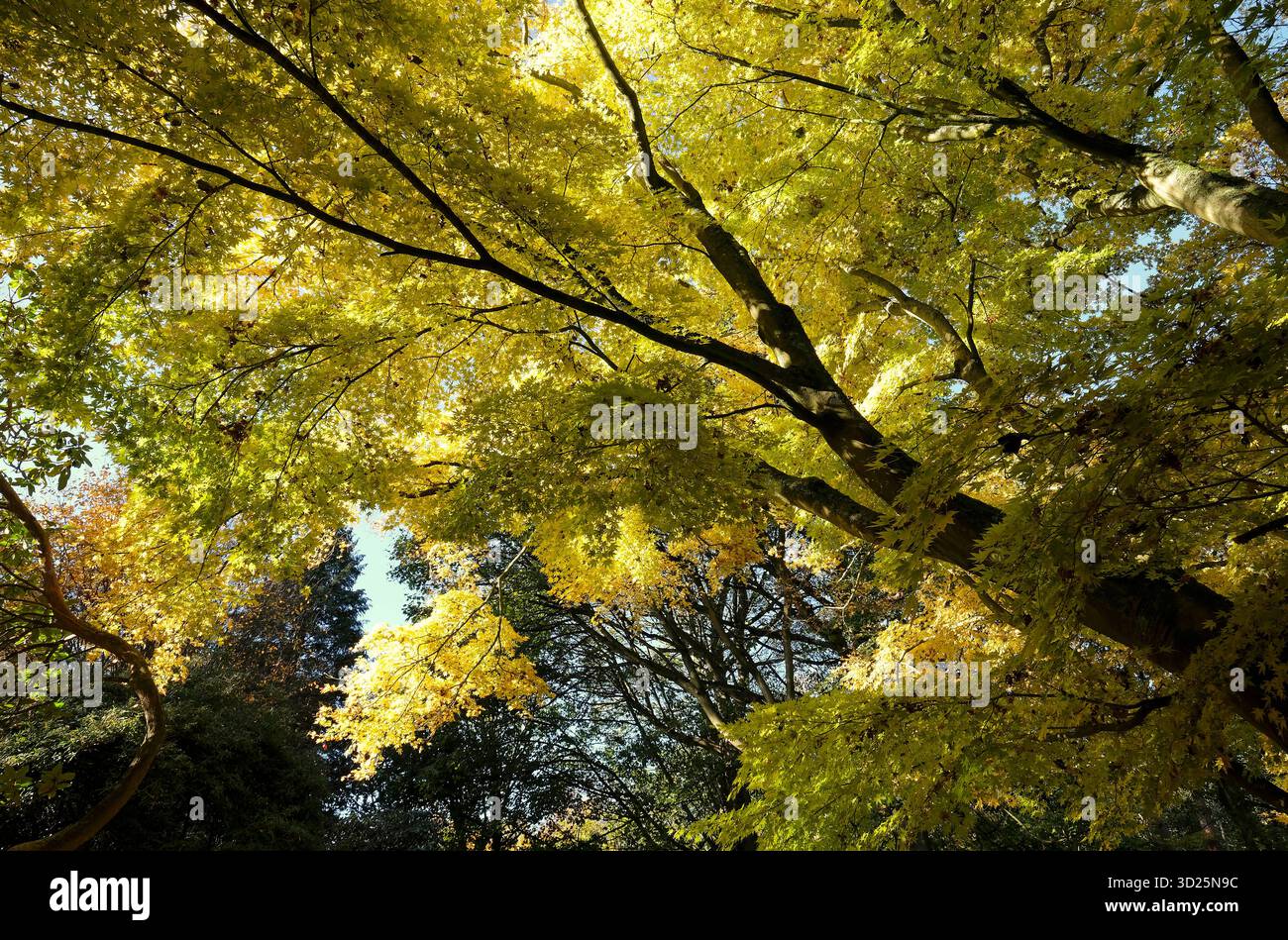 albero di acer giapponese autunnale a sheringham park, nord di norfolk, inghilterra Foto Stock