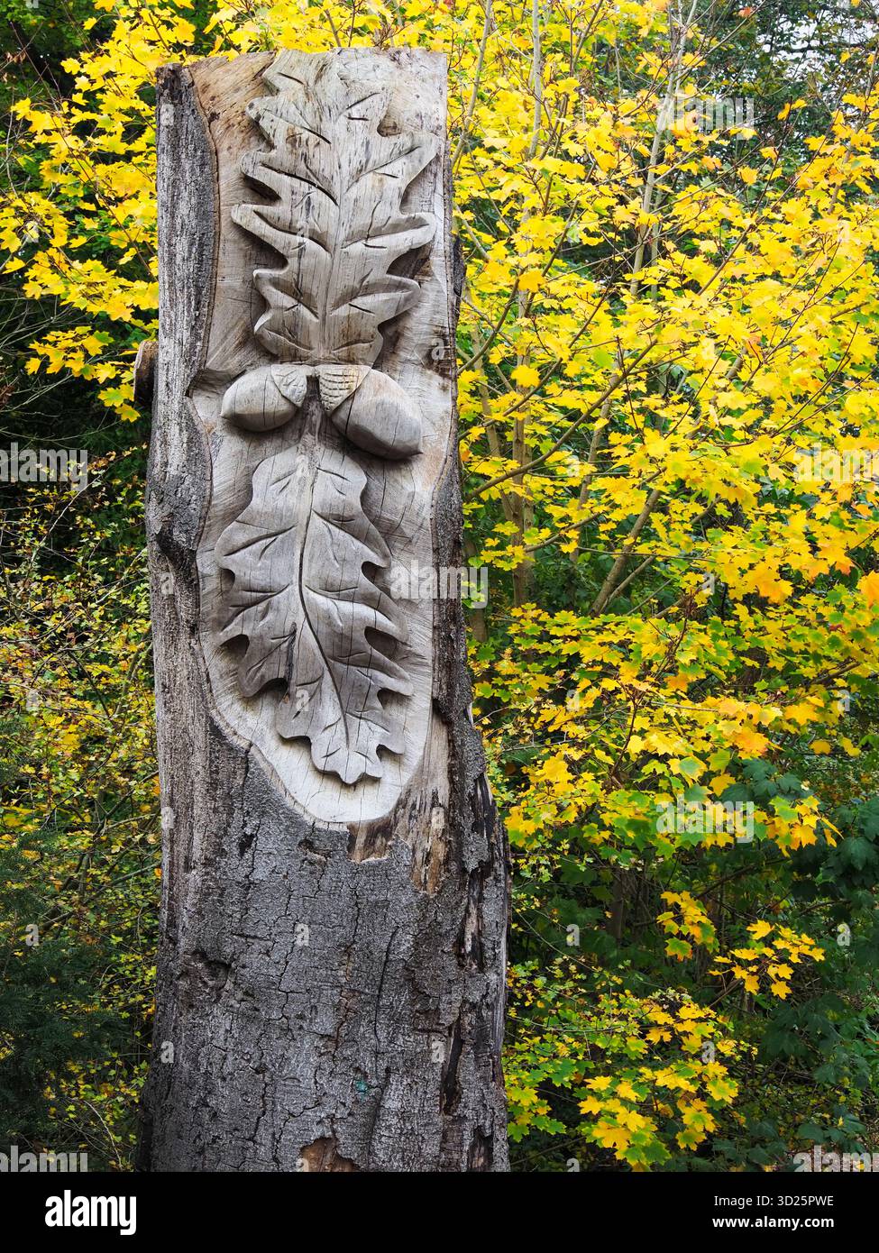Foglie di quercia e ghiande scultoree in un vecchio tronco di albero sul fiume Nidd a Knaresborough, North Yorkshire, Inghilterra Foto Stock
