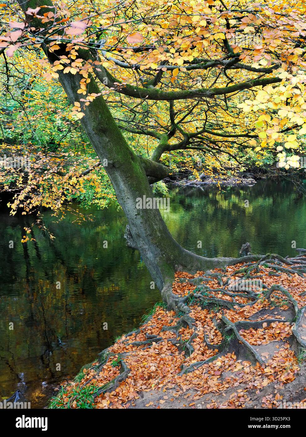 Colorato albero autunnale e foglie cadute sul fiume Nidd a Knaresborough, North Yorkshire, Inghilterra Foto Stock