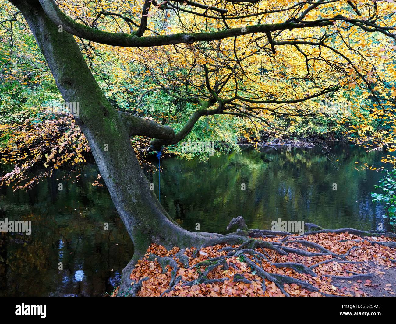 Colorato albero autunnale e foglie cadute sul fiume Nidd a Knaresborough, North Yorkshire, Inghilterra Foto Stock