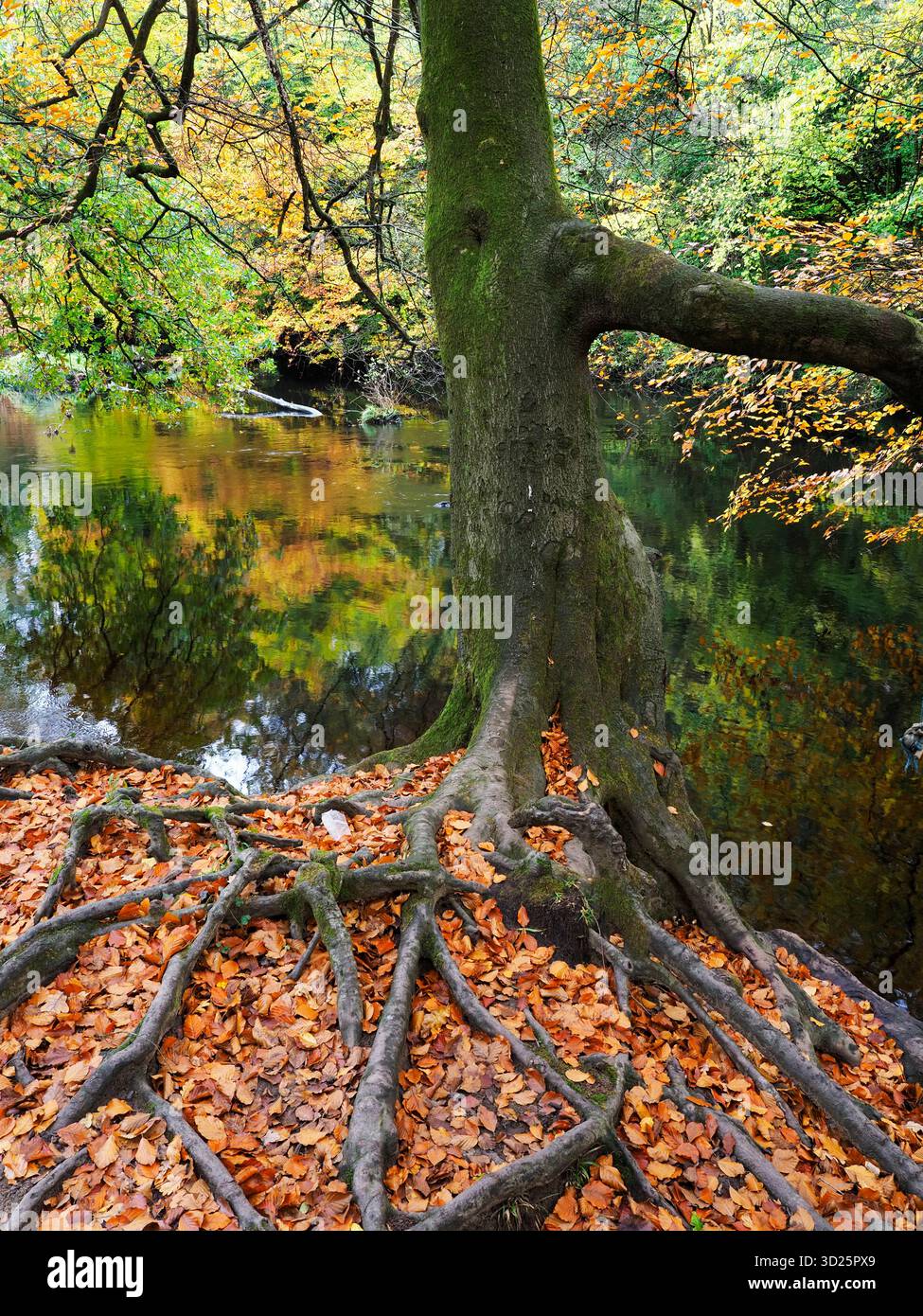 Colorato albero autunnale e foglie cadute sul fiume Nidd a Knaresborough, North Yorkshire, Inghilterra Foto Stock