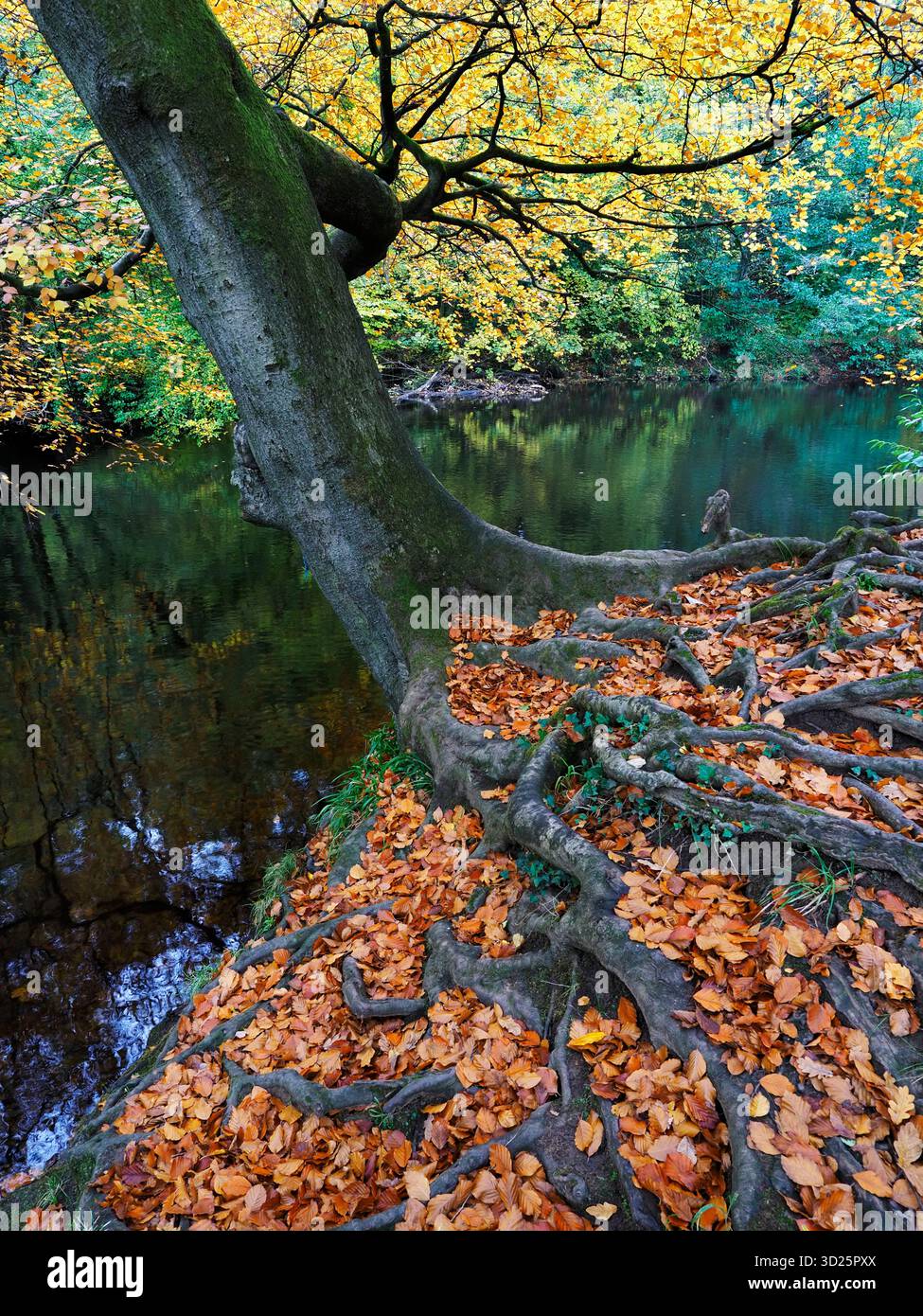 Colorato albero autunnale e foglie cadute sul fiume Nidd a Knaresborough, North Yorkshire, Inghilterra Foto Stock