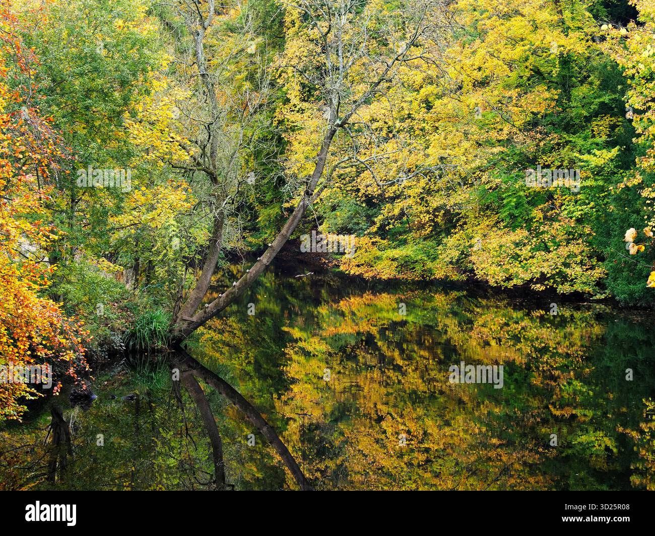 Colorati alberi autunnali che si riflettono nel fiume Nidd a Horseshoe Field a Knaresborough, North Yorkshire, Inghilterra Foto Stock