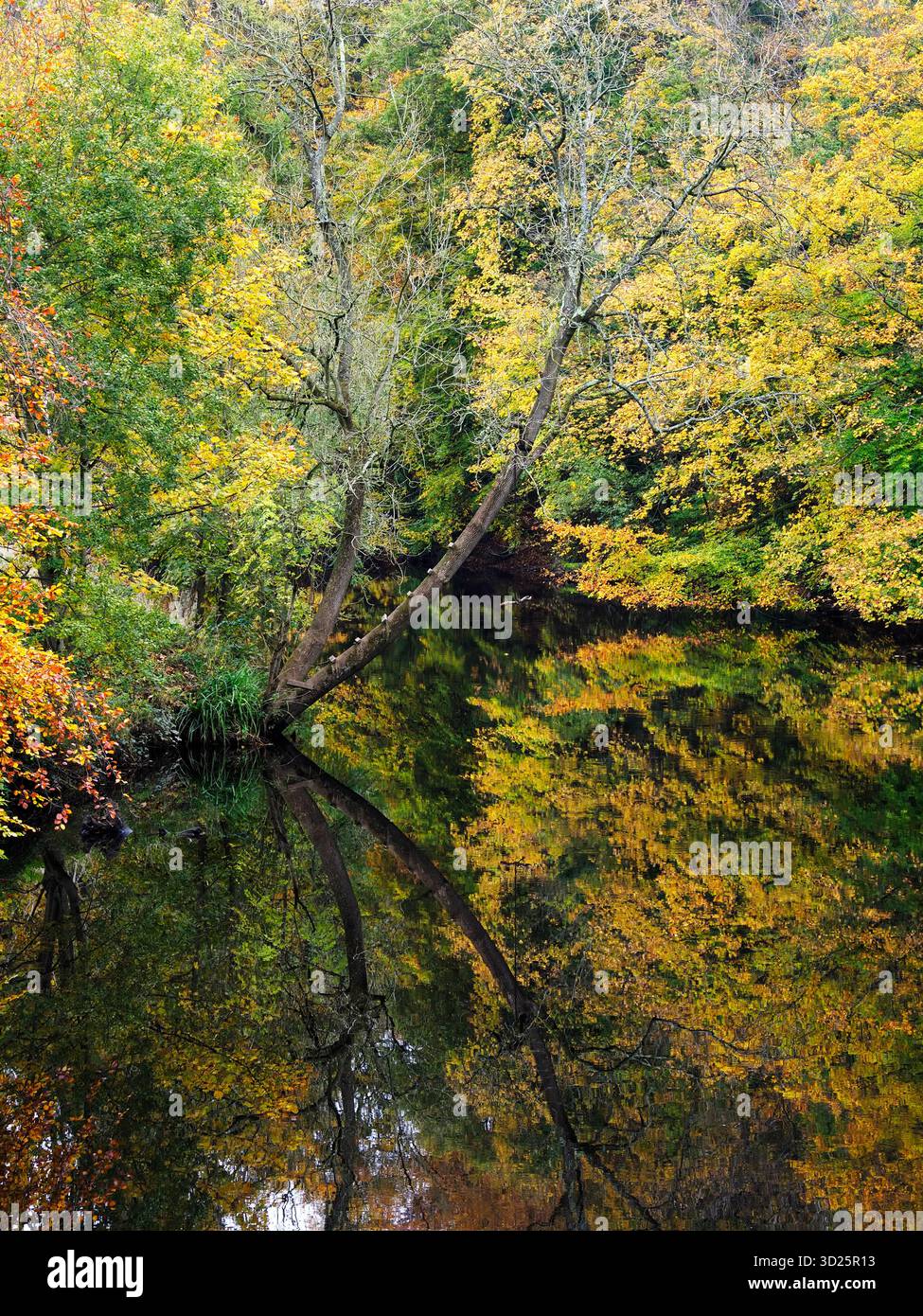 Colorati alberi autunnali che si riflettono nel fiume Nidd a Horseshoe Field a Knaresborough, North Yorkshire, Inghilterra Foto Stock