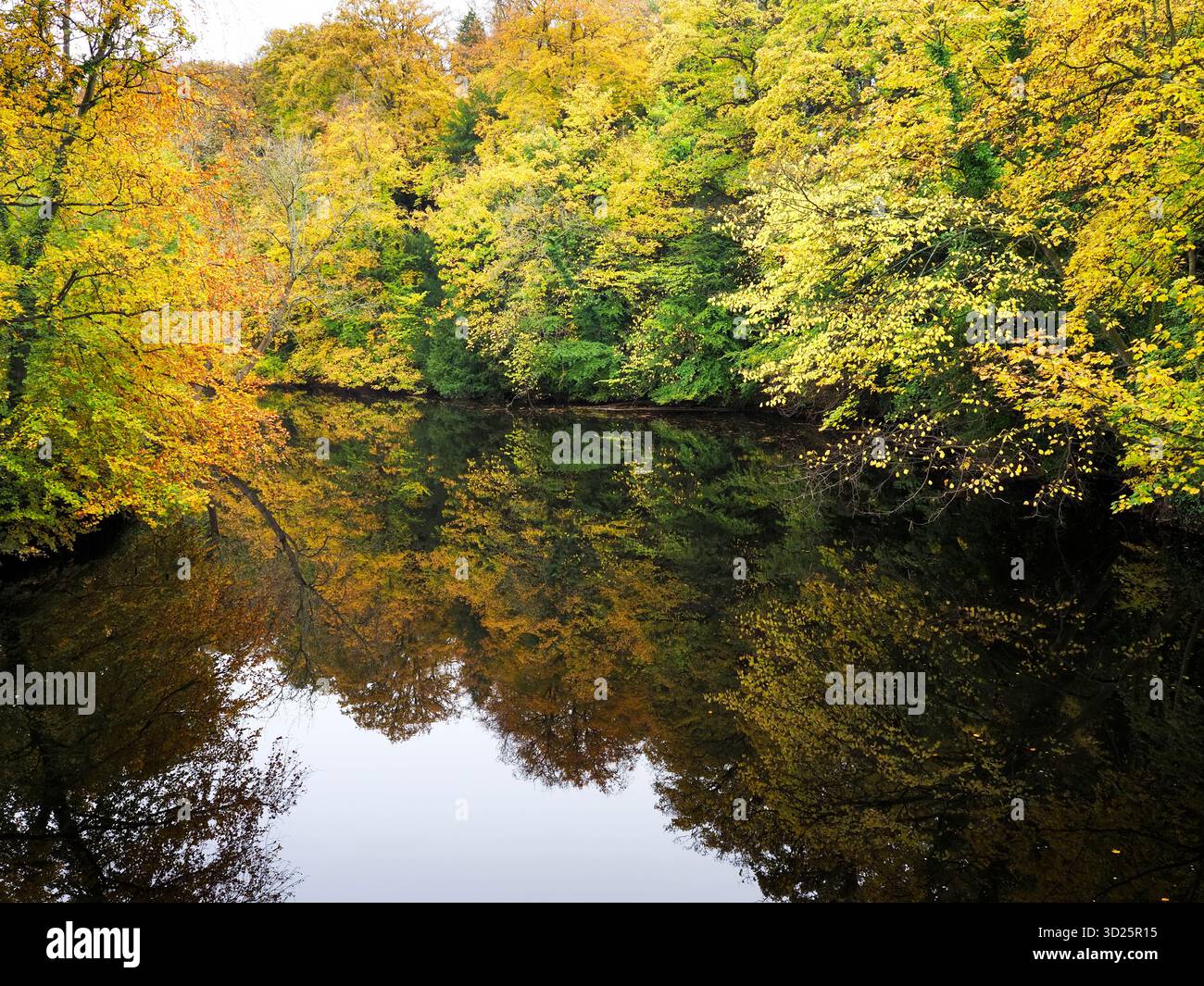 Colorati alberi autunnali che si riflettono nel fiume Nidd a Horseshoe Field a Knaresborough, North Yorkshire, Inghilterra Foto Stock