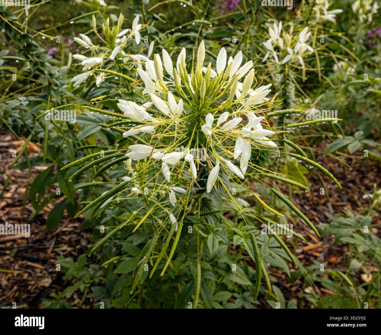 WA28691-00...WASHINGTON - Un fiore di ragno, cleoma di genere, che cresce e fiorisce al Kubota Gardens City Park di Seattle. Foto Stock