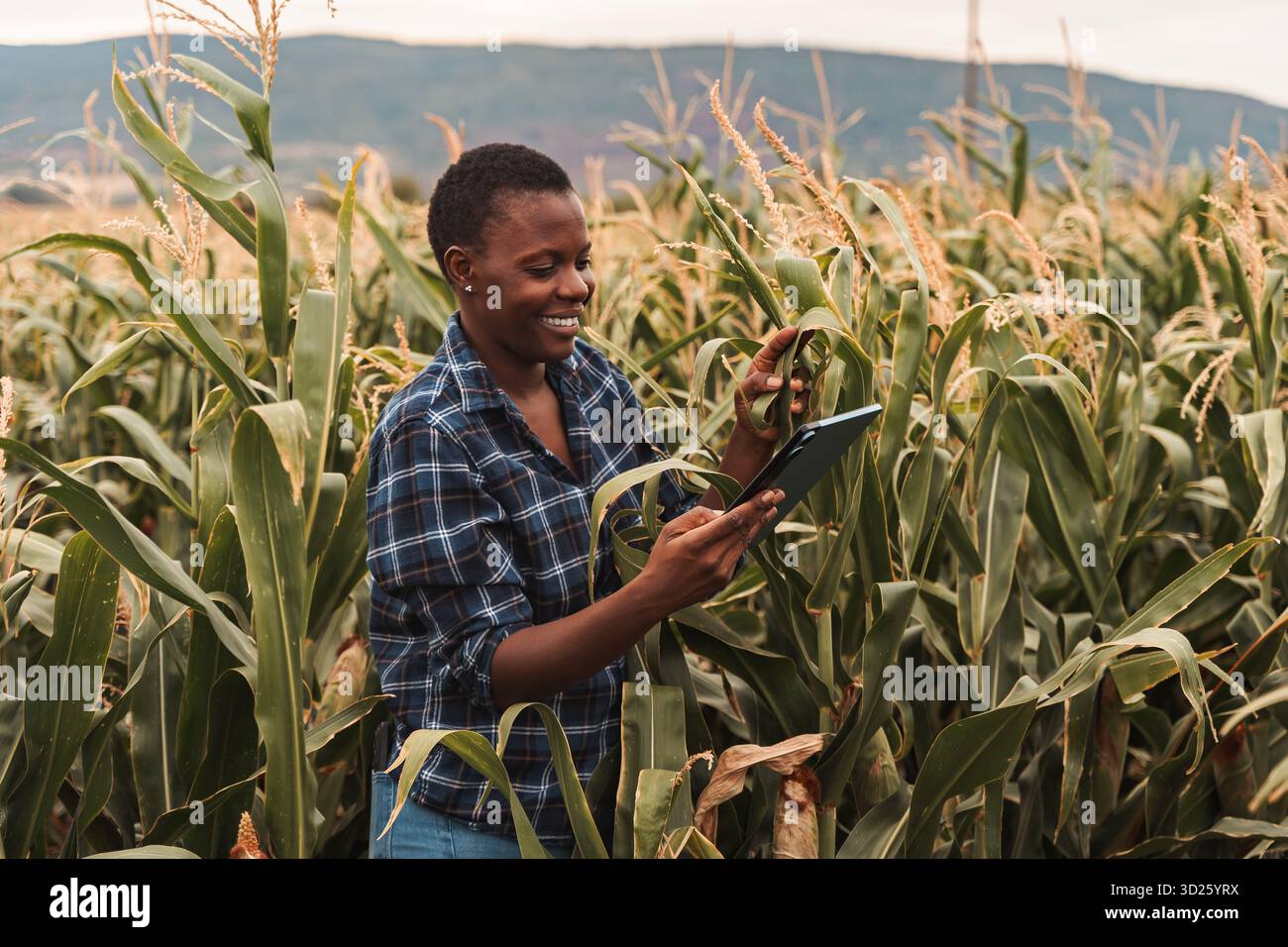 Agricoltrice afroamericana che utilizza tablet digitali nel campo del mais Foto Stock